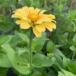 Meet your Posher, Savannah